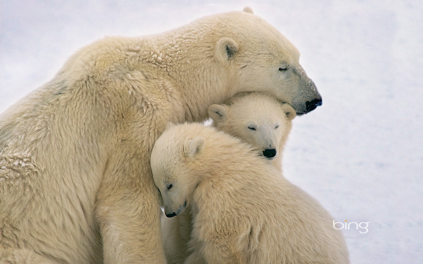 Polar Bear Mother And Cubs Near Hudson Bay Canada Kennan Ward