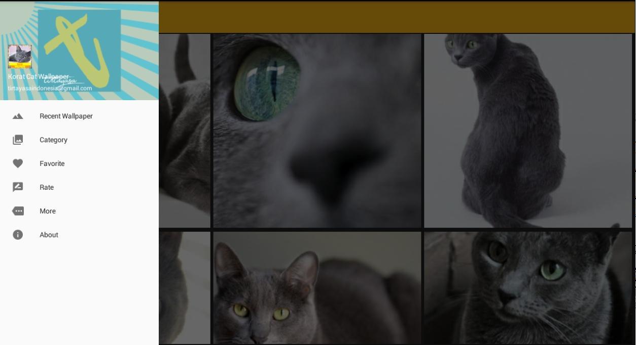 Korat Cat Wallpaper For Android Apk