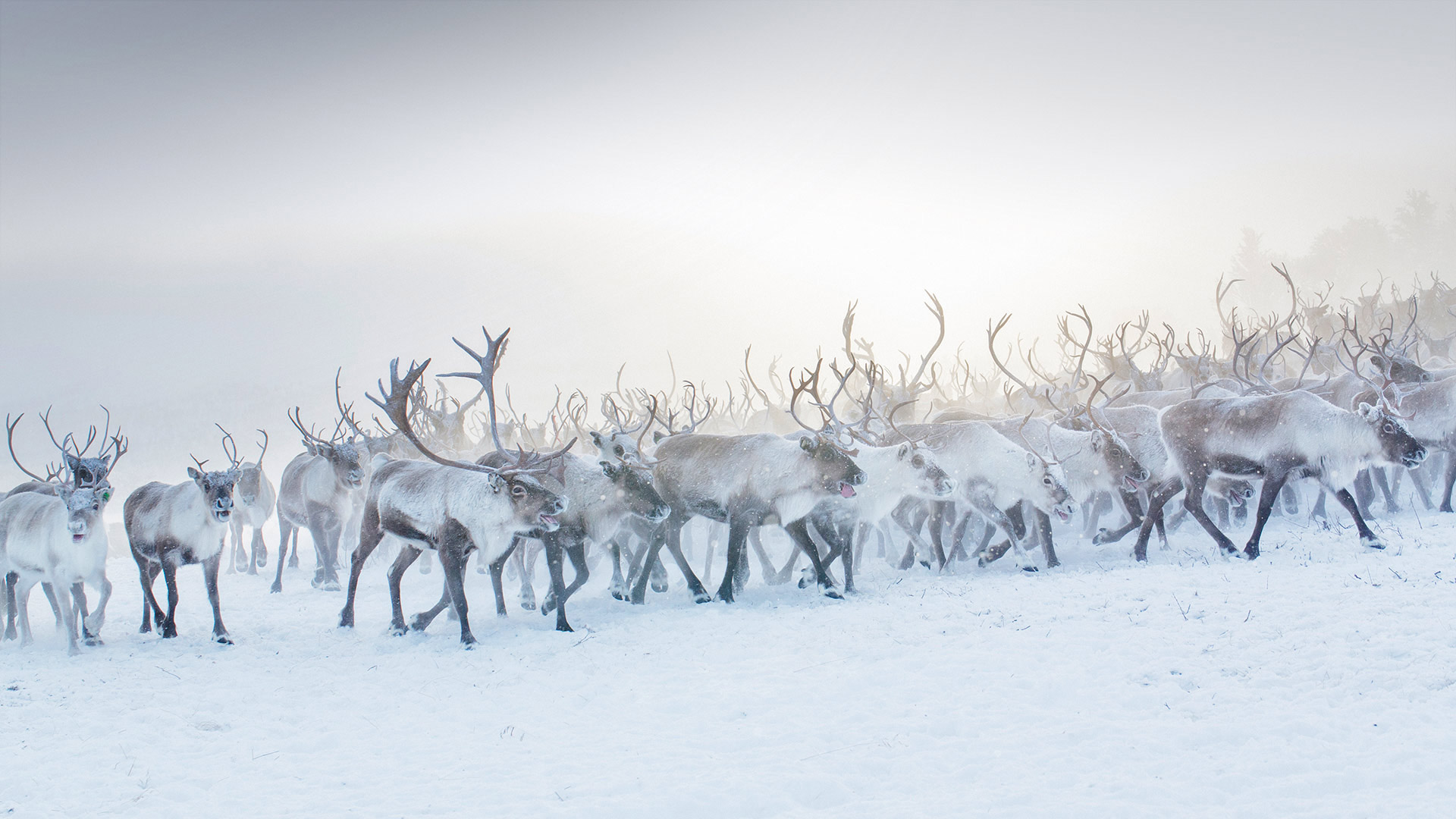 Reindeer Norway Wallpaper