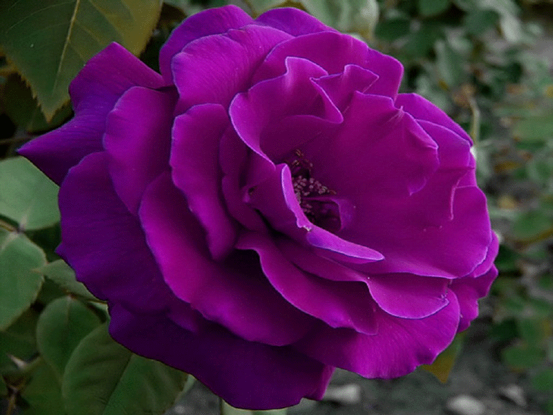 Dark Purple Rose 800x600