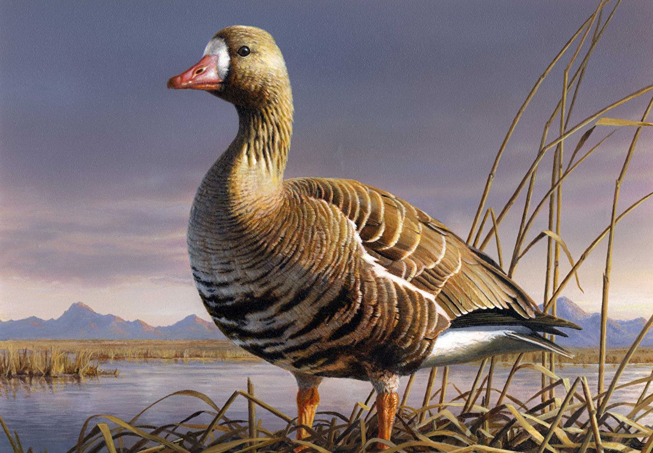Goose Wallpaper