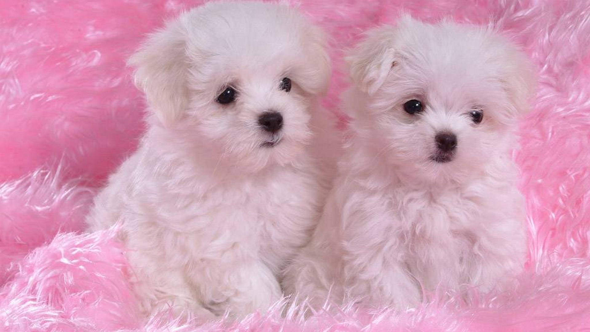 Cute Puppies Desktop Wallpaper