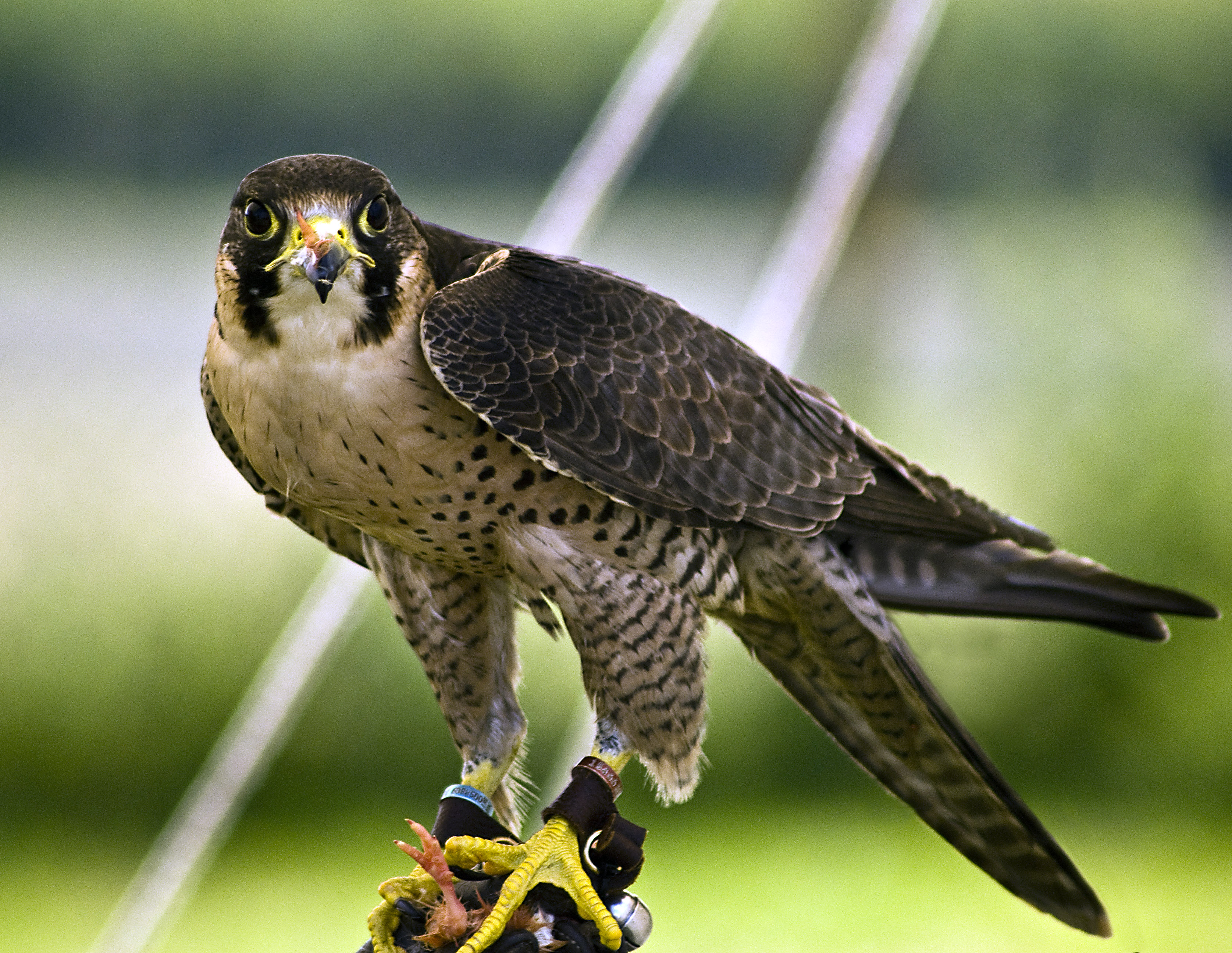 Peregrine Falcon Habitat HD Wallpaper Background Image