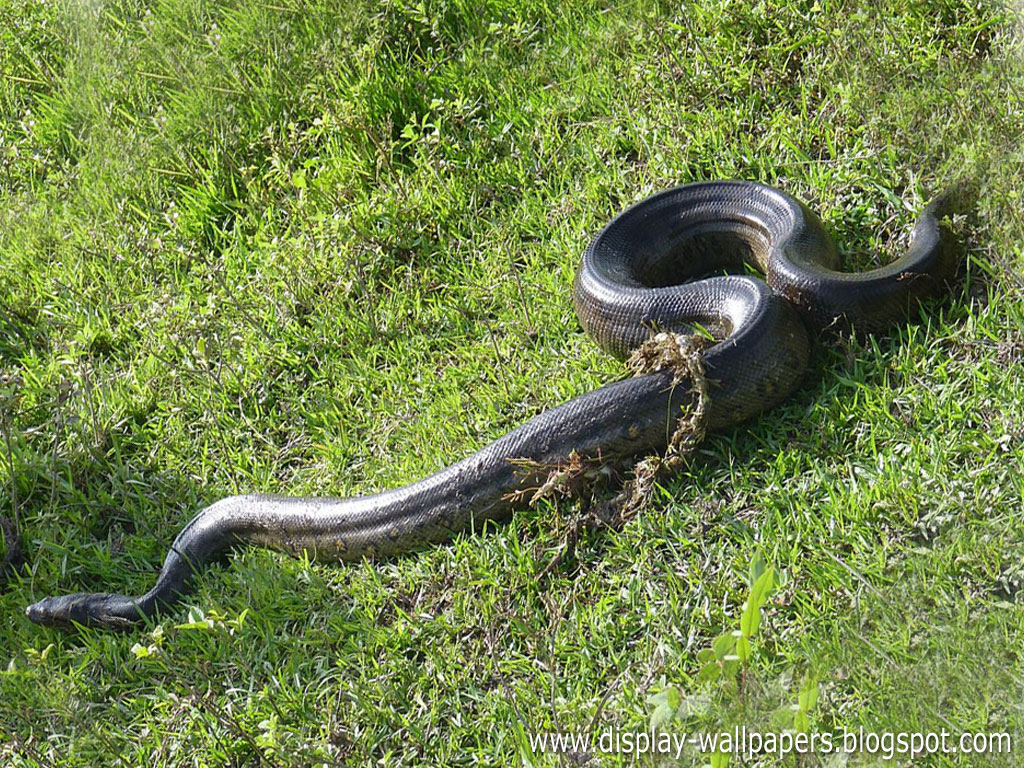 Great Anaconda Snake Wallpaper