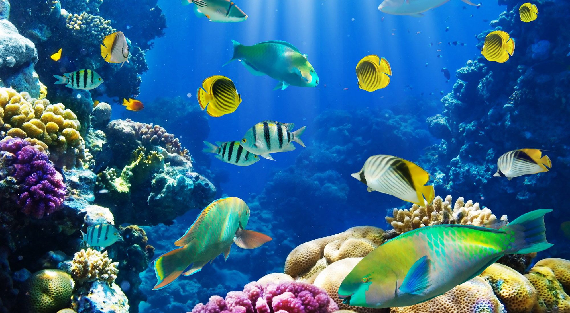 Underwater World Stones Fishes Desktop Background Wallpaper Gallery