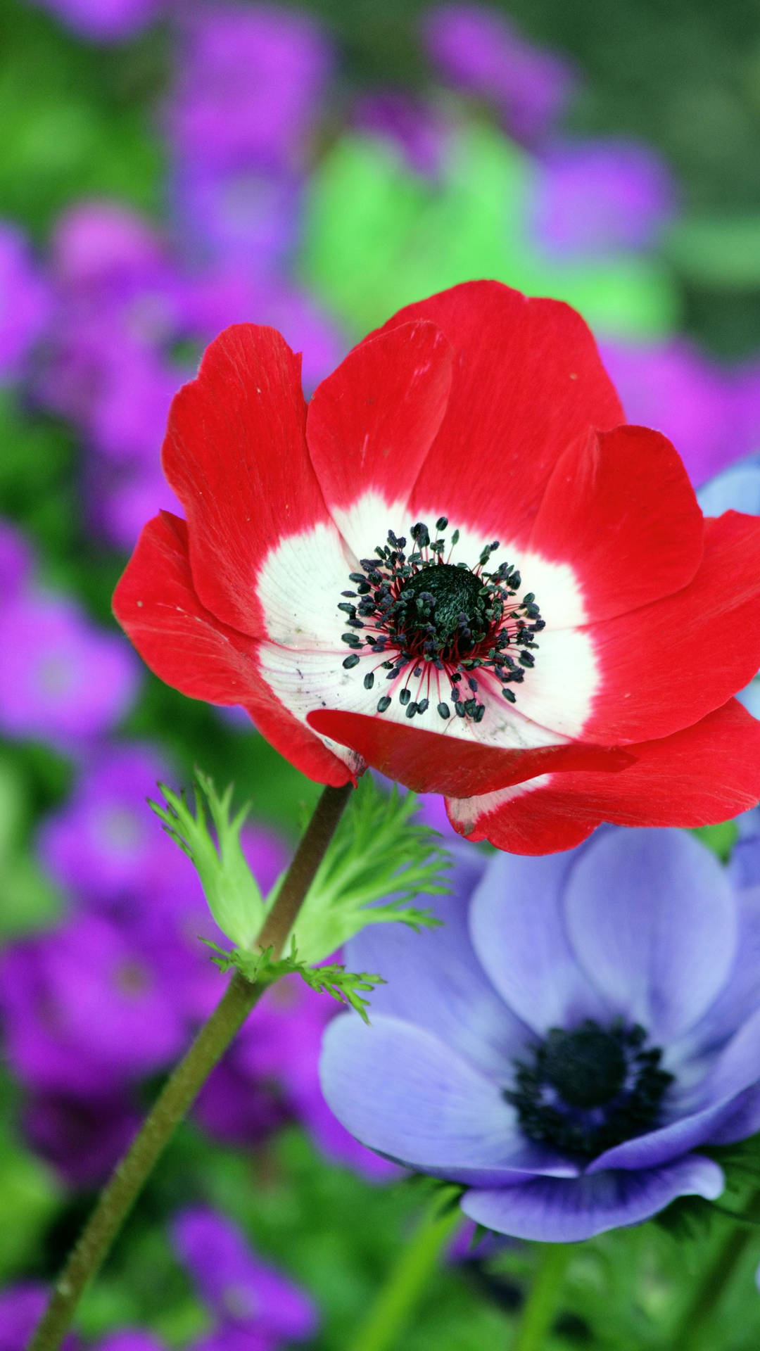 Top Flower Mobile Wallpaper Full HD 4k To Use
