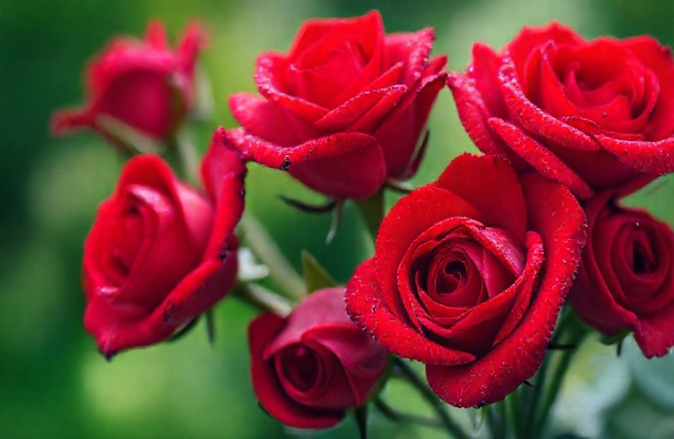Beautiful Pictures Of Roses Wallpaper