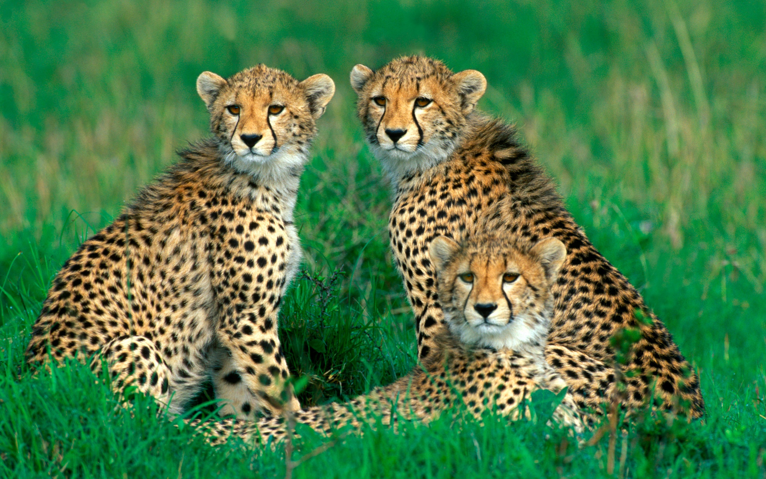 Cheetah Hd Wallpaper