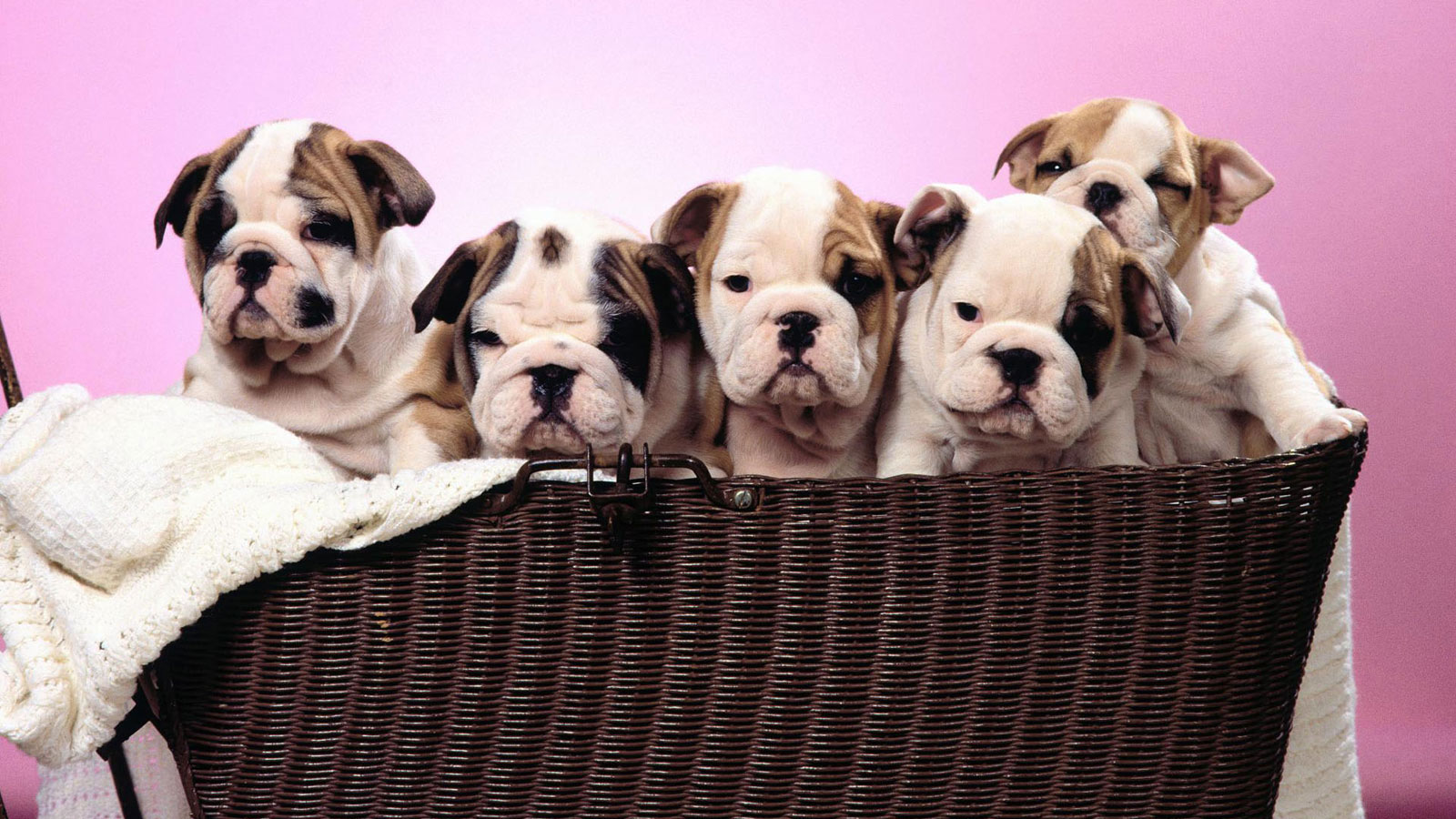 Free download Cute Dog Bulldog Wallpaper [1600x900] for your Desktop ...