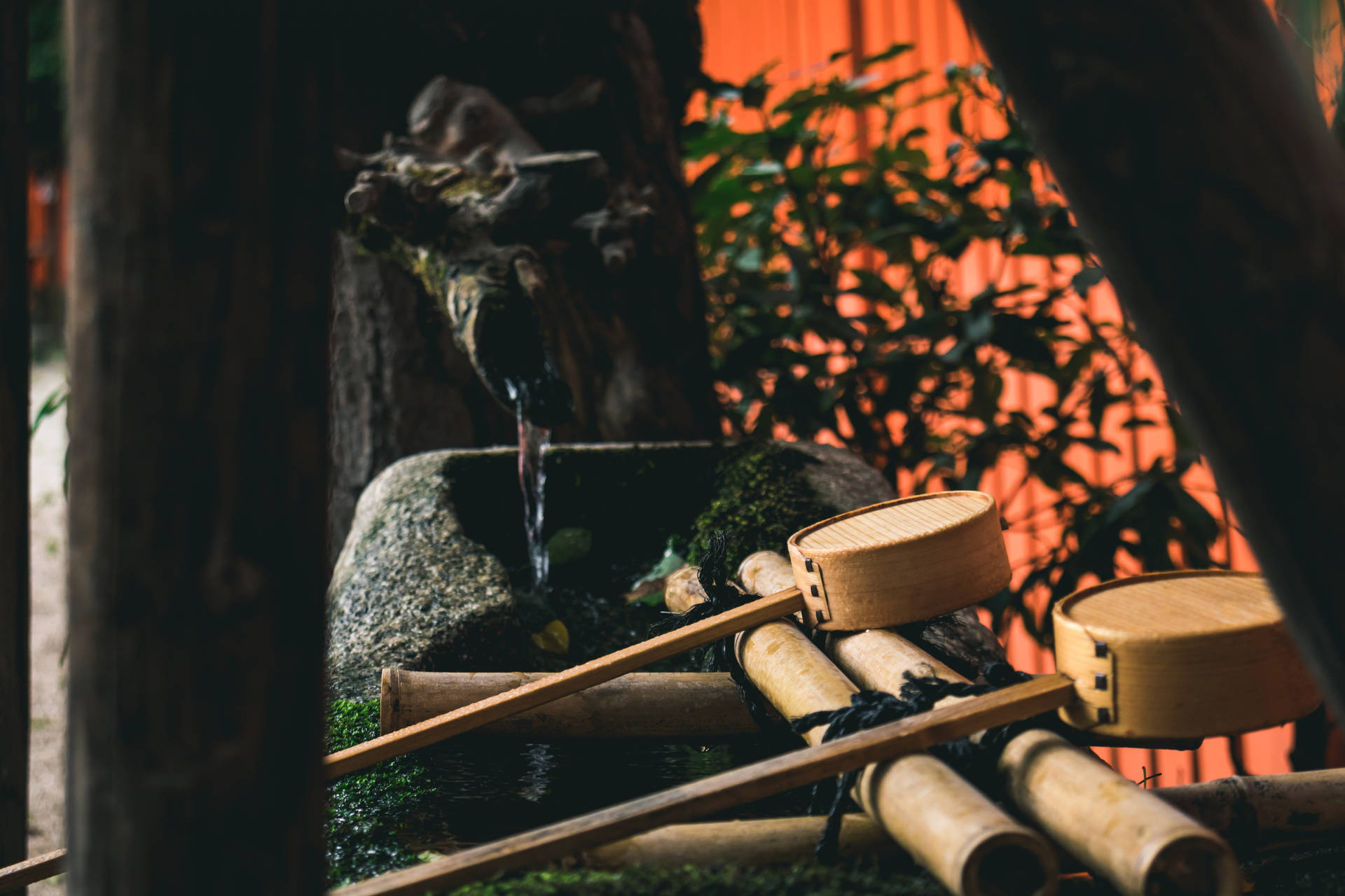 Bamboo HD Wallpaper