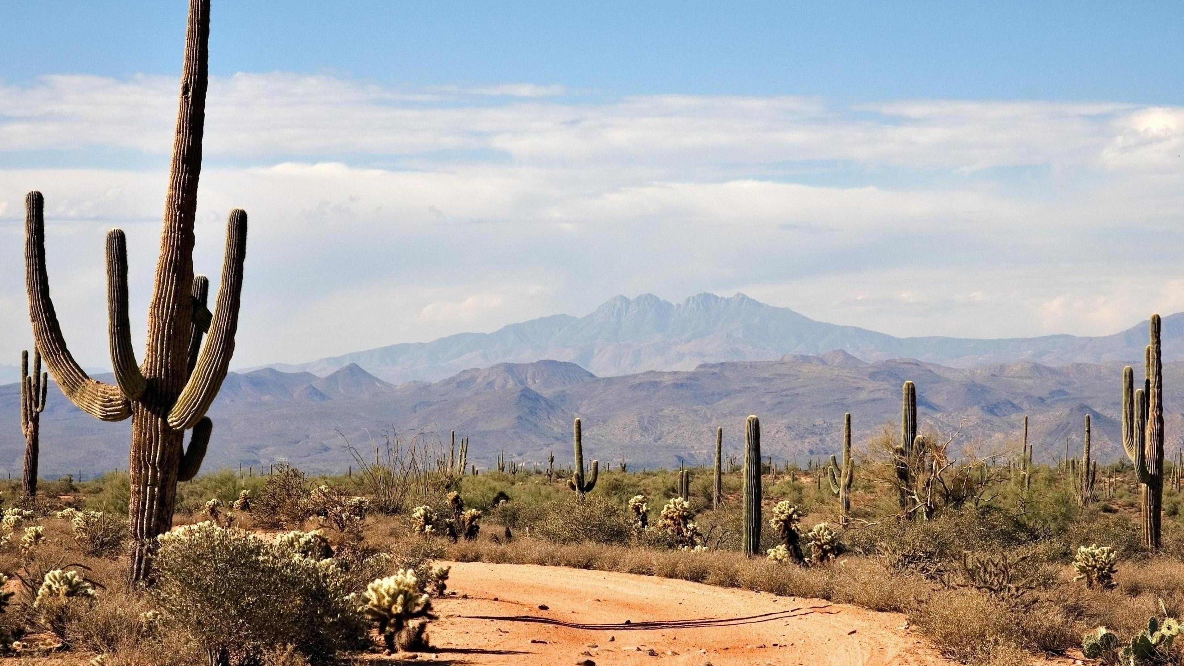 Desert Cactus Wallpapers   Top Free Desert Cactus Backgrounds