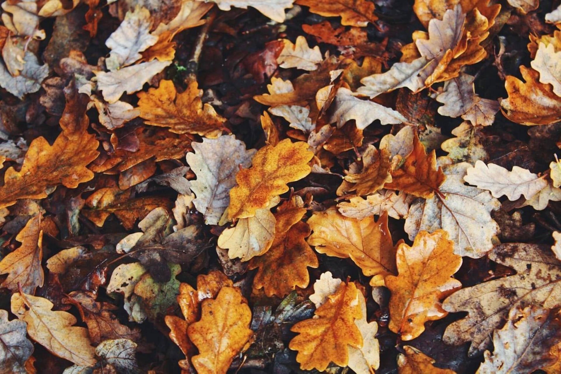 Fall Aesthetic Wallpaper