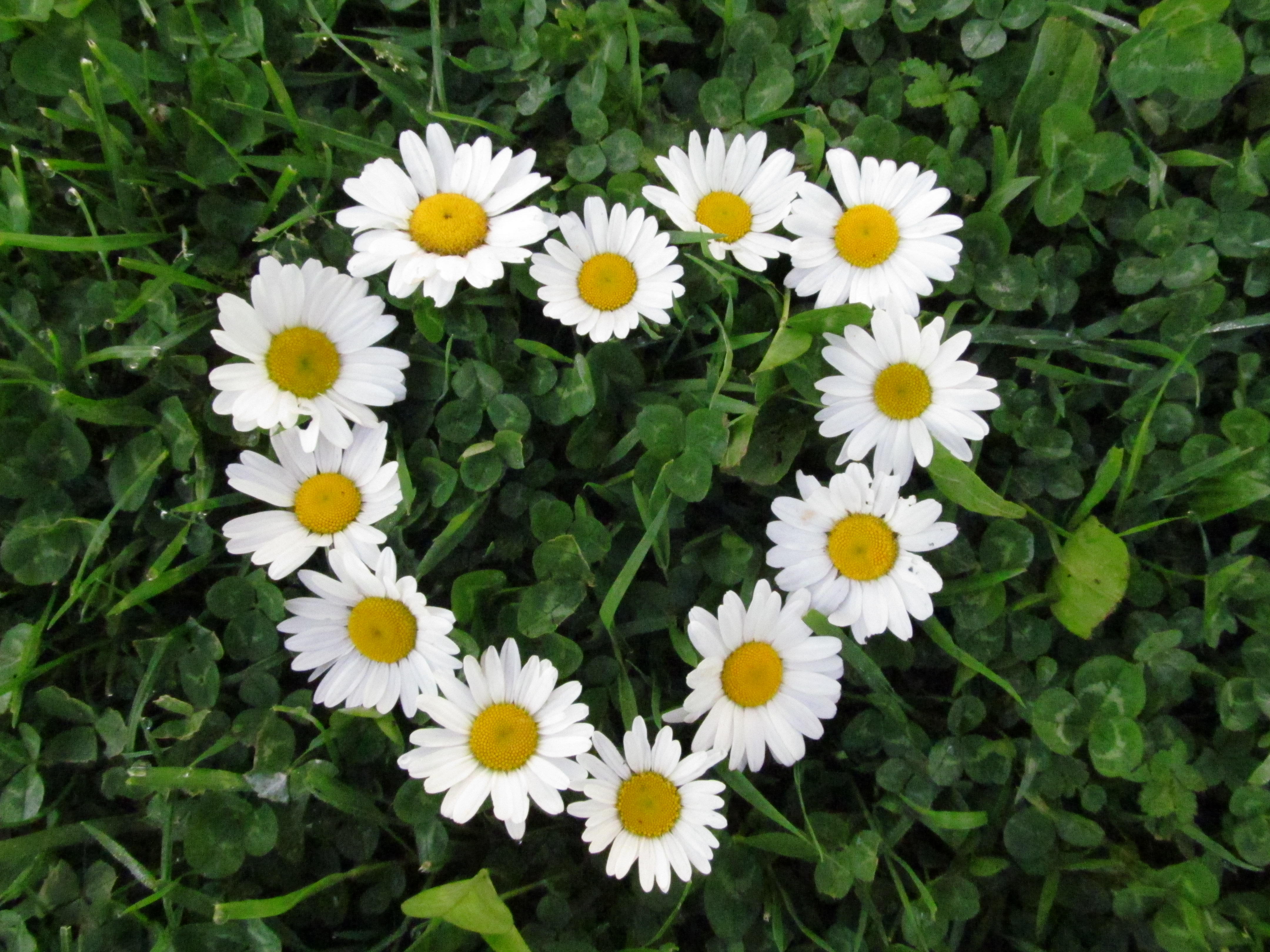 90 Daisies Wallpapers