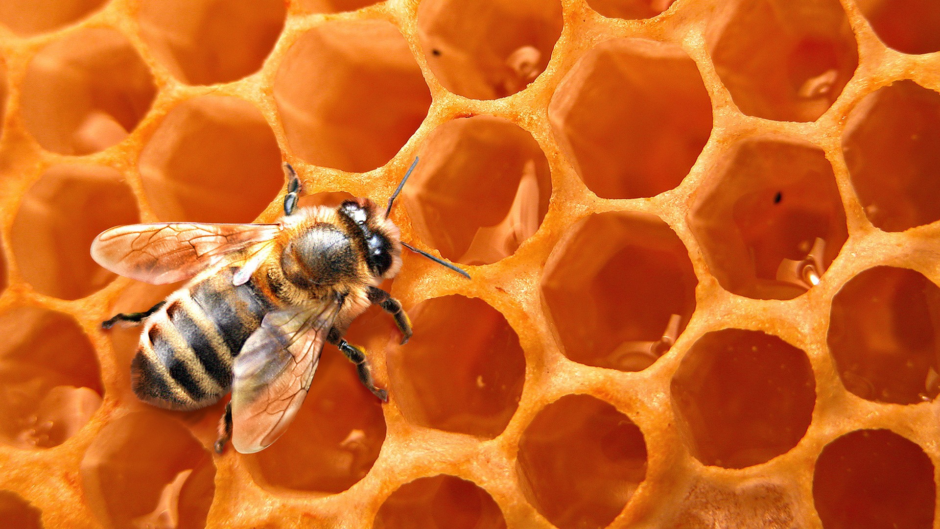 Honey Bees Wallpaper