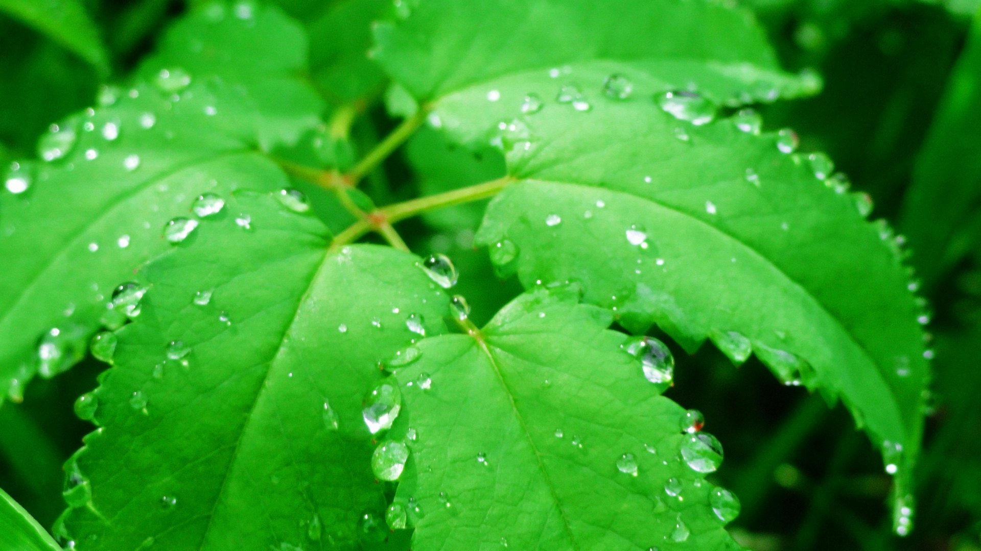 Green Leaf Water Drops