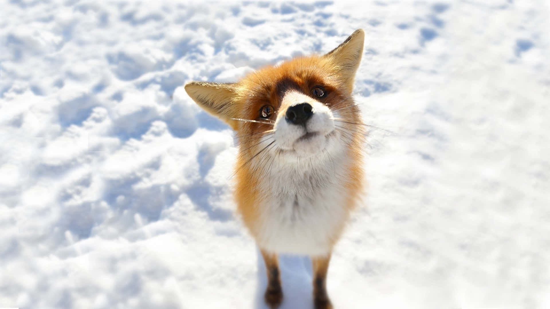 Cute Animal Anime Wallpaper