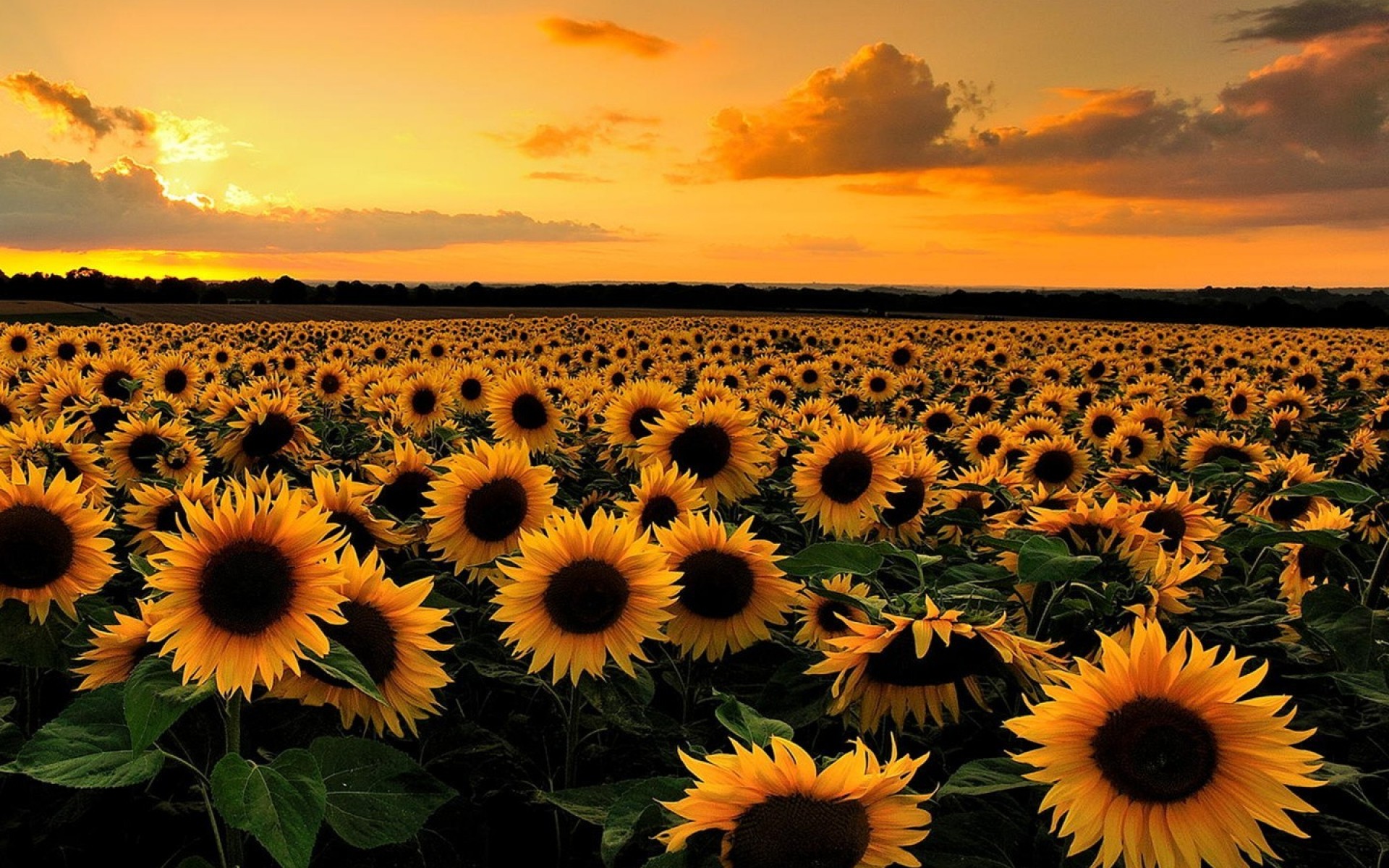 Sunflower Field At Sunset Full HD Wallpaper And Image