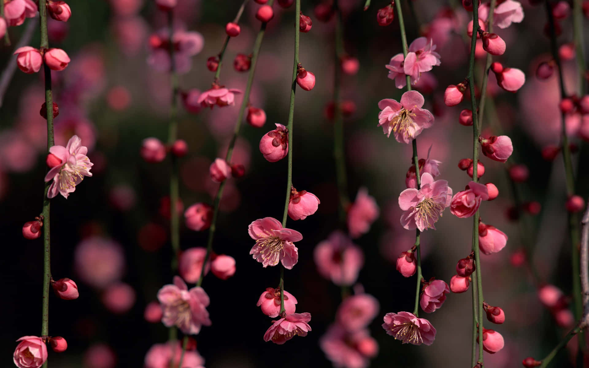 Pink Cherry Blossom Wallpaper