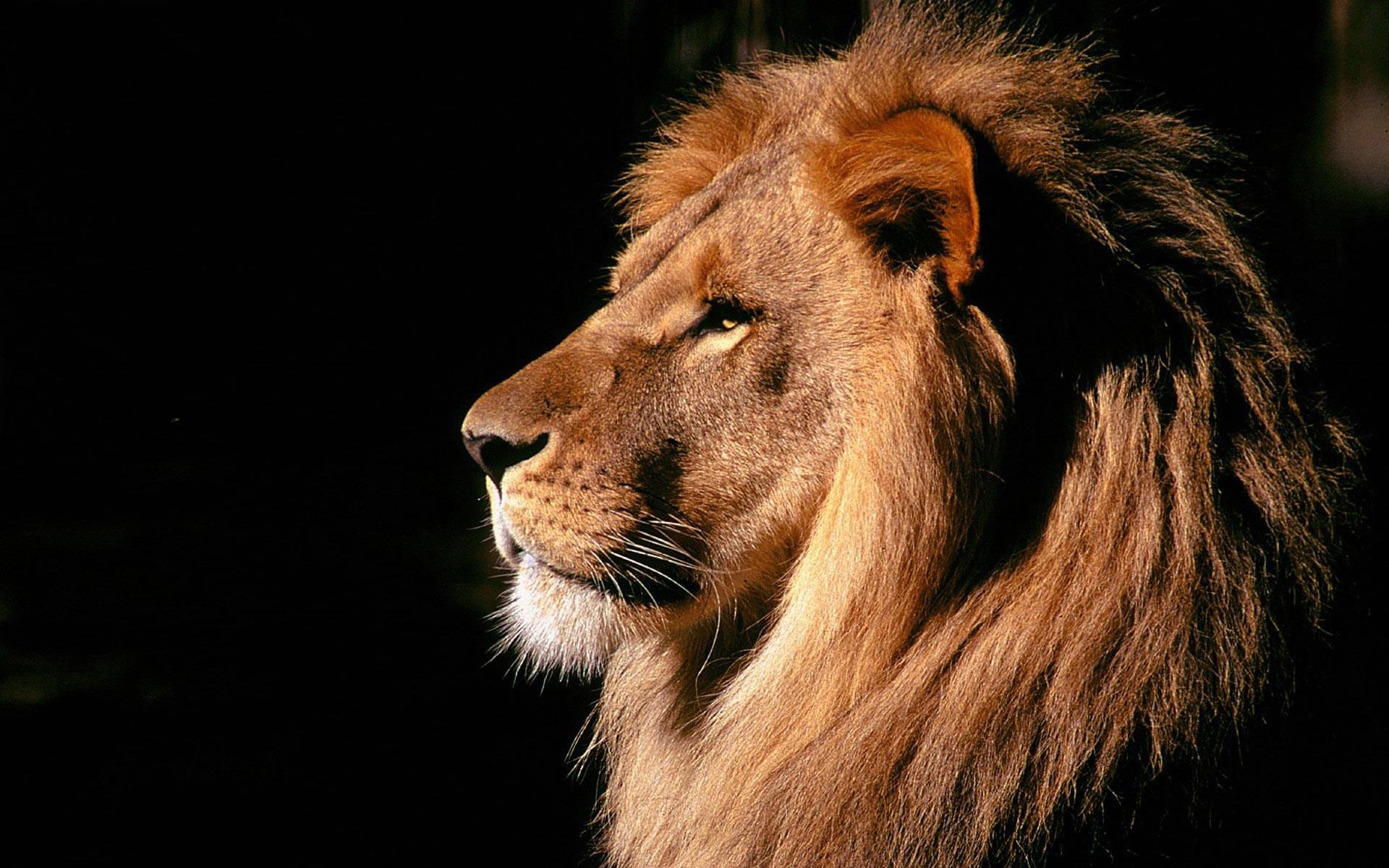 Lioness Roar Wallpaper