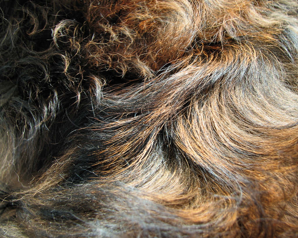 Animal Fur Picture Wallpaper