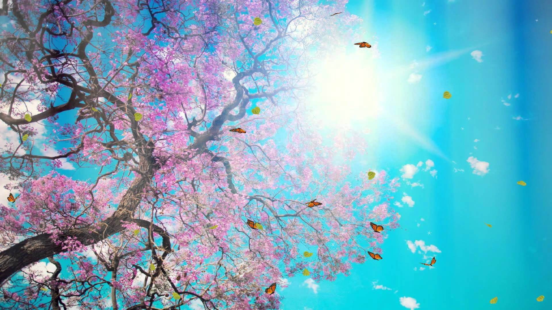 Sakura Sunlight 9c0zw277hso2p1ut Wallpaper