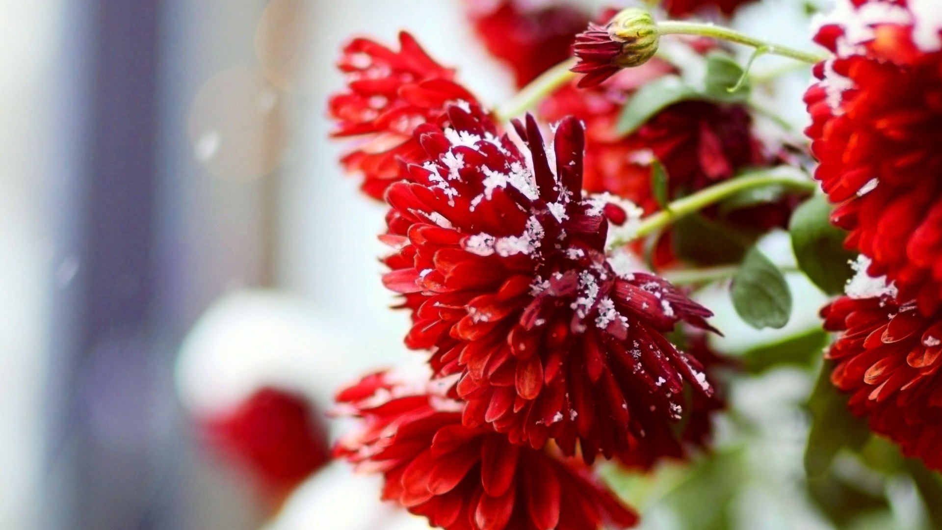 Wallpaper winter flower snow images for desktop section природа   download