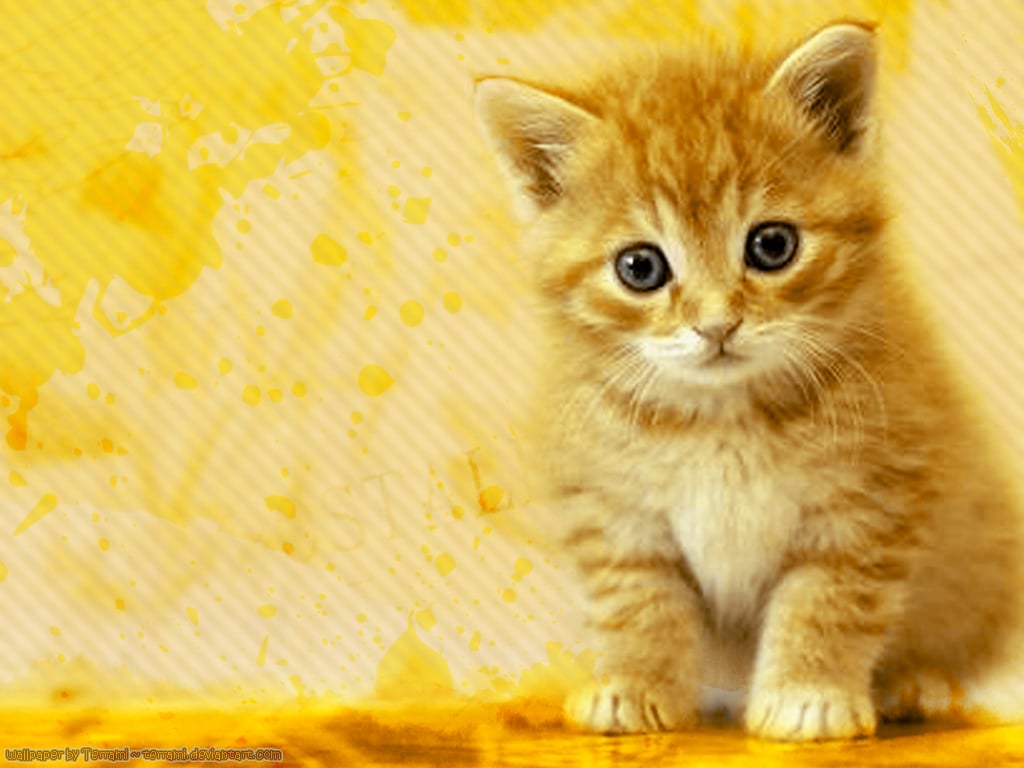 WALLPAPERS WORLD Cats wallpapers 1024x768
