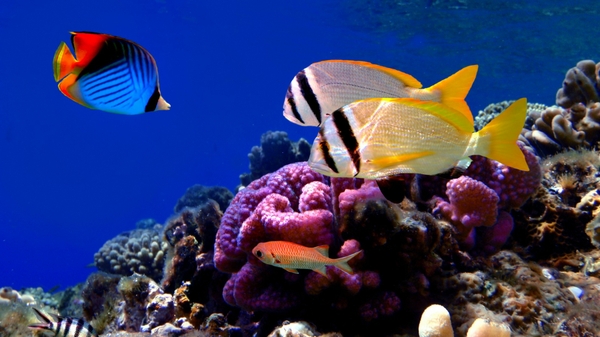 Nature Fish Coral Reef Exotic Wallpaper Desktop