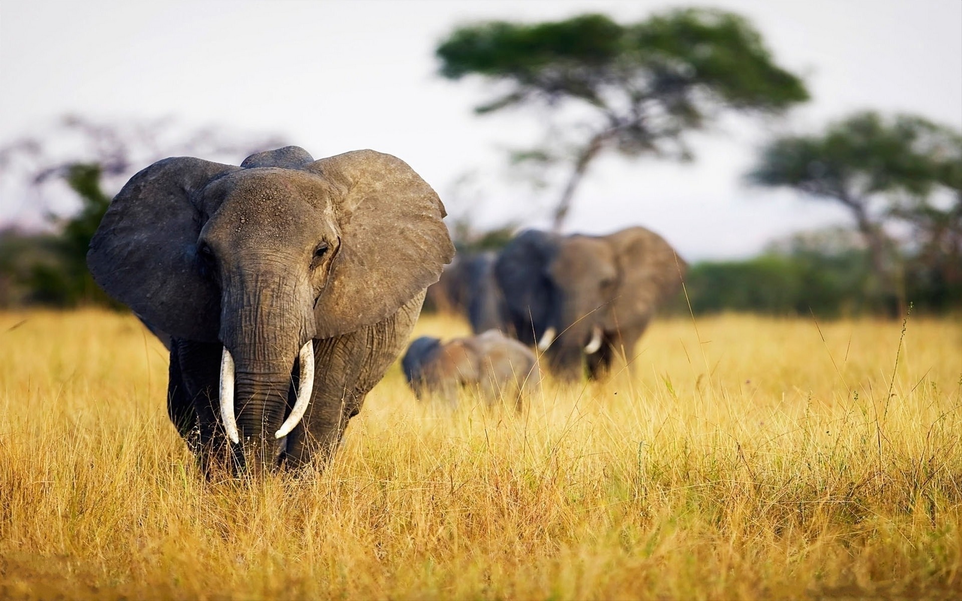 African Elephant Wallpaper