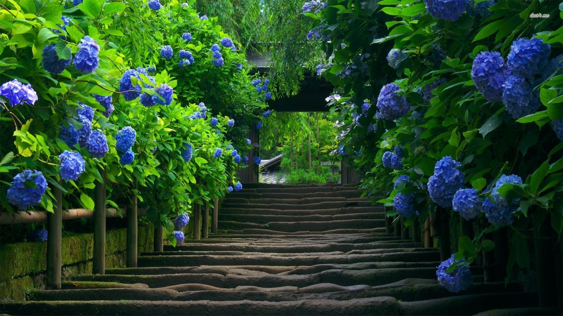 Stairs Under The Blue Hydrangeas Wallpaper