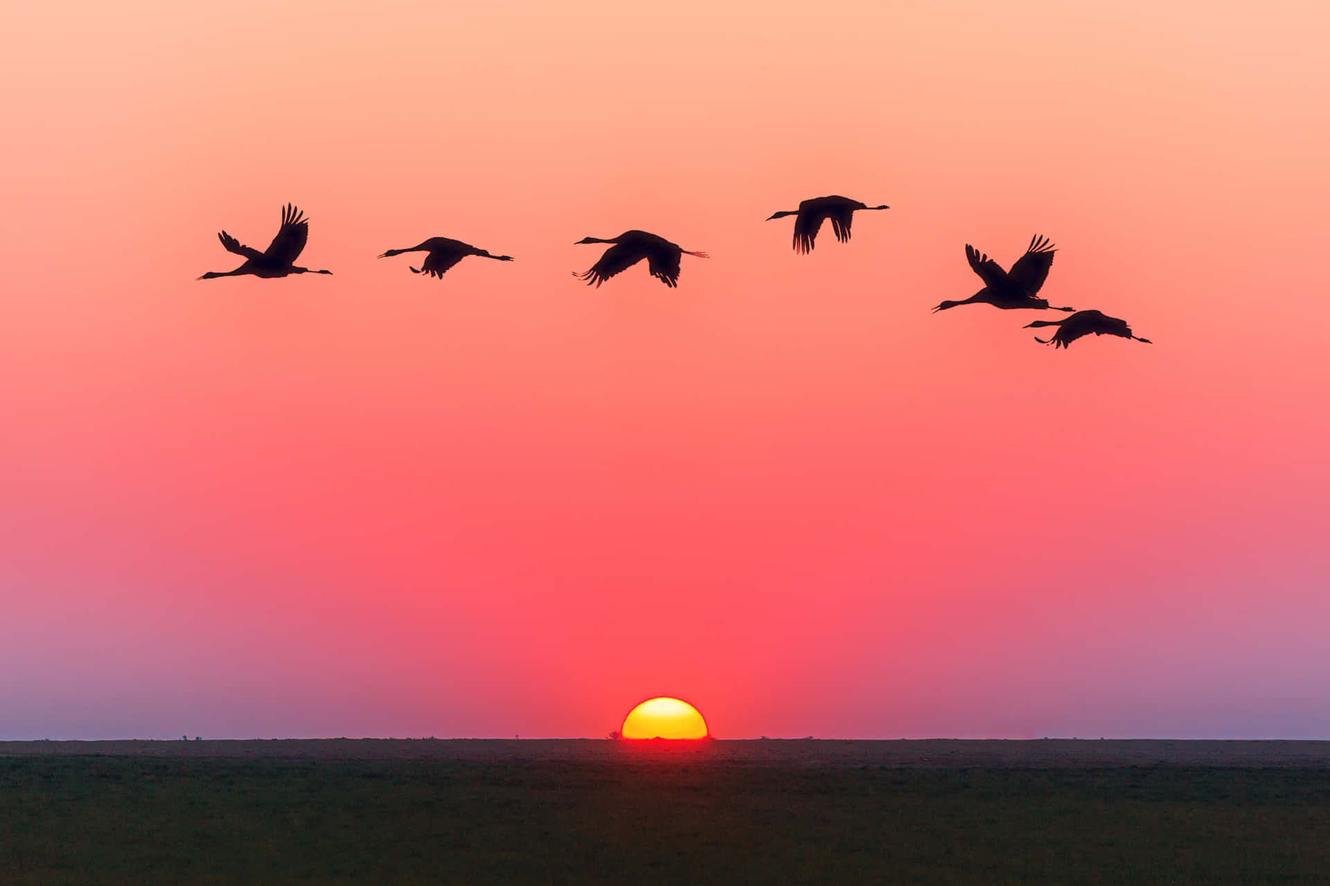 Birds Flying Wallpaper