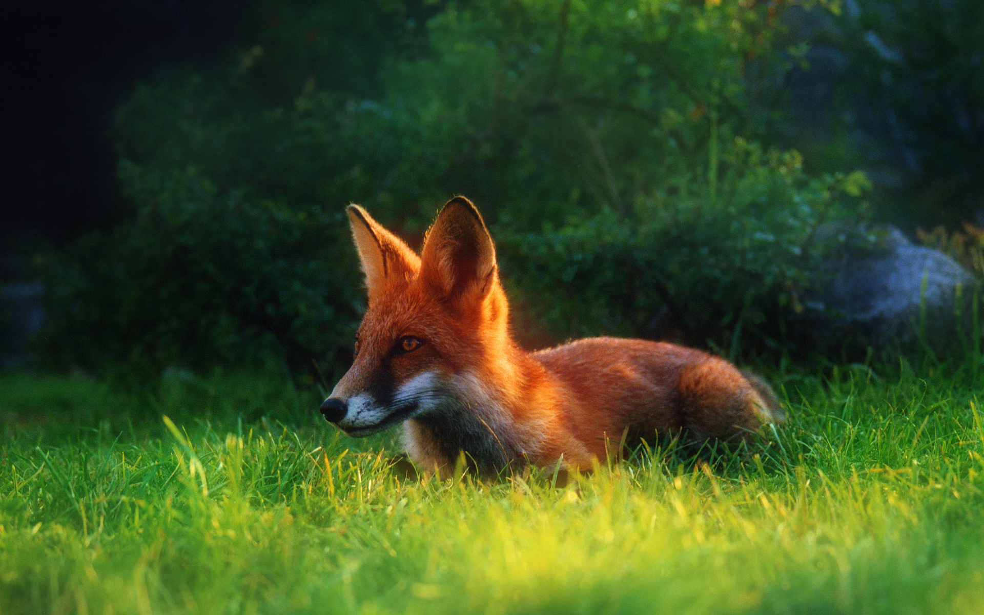 Wallpaper Fox Wildlife Red Image Desktop