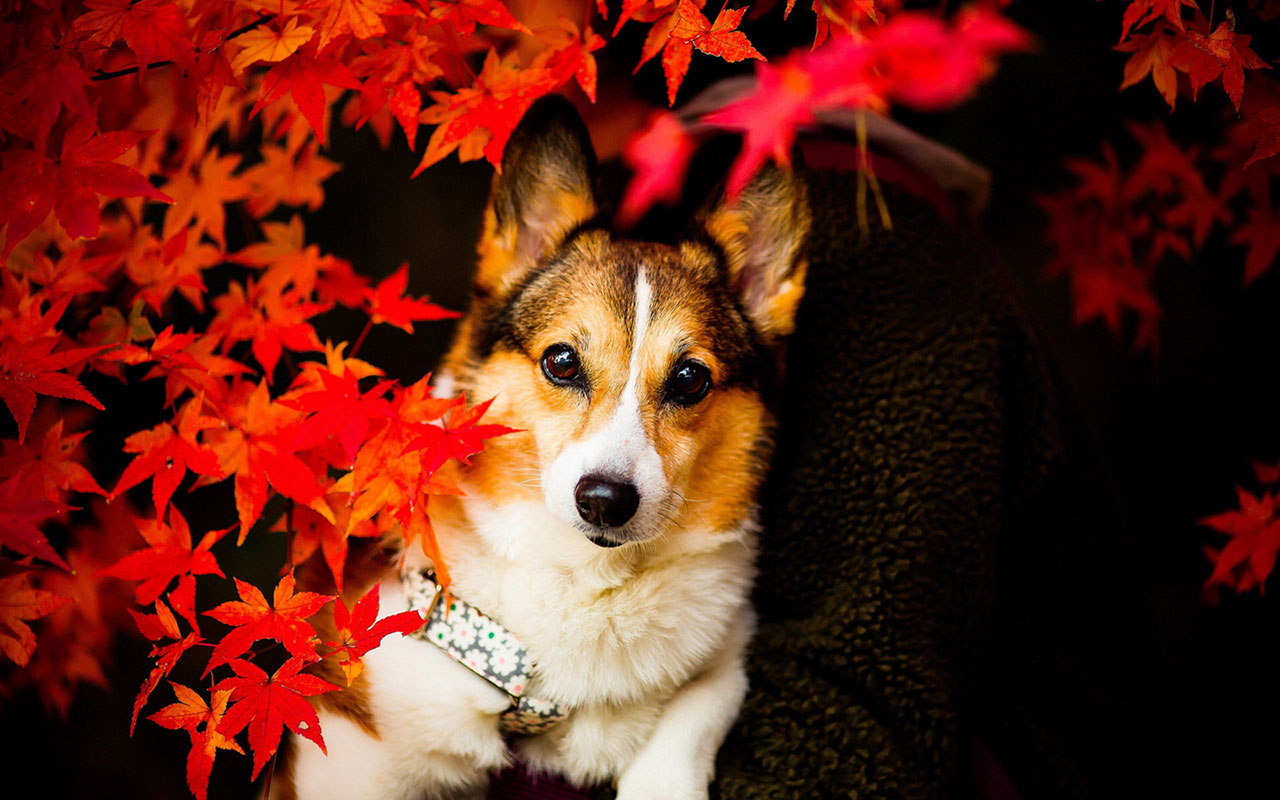 Autumn Season Wallpaper Cute Dog Photography Animal
