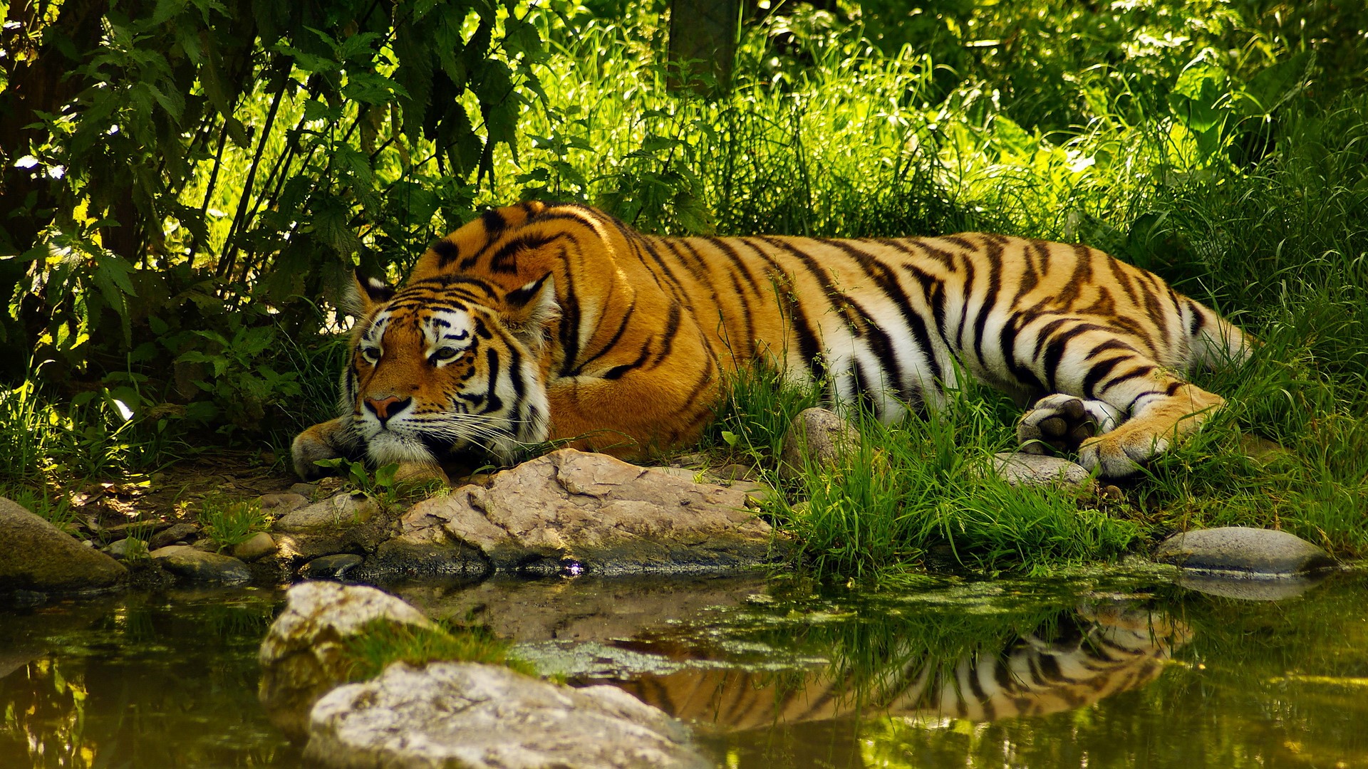 Beautiful Tiger Sleeping In Green Jungle Wallpaper HD