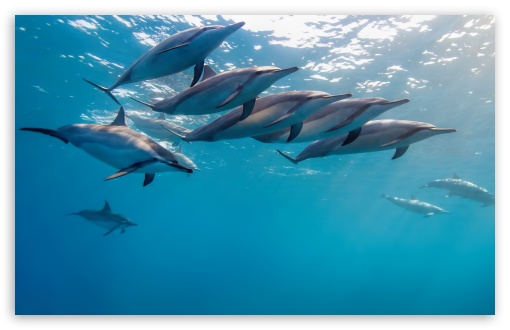 Dolphins Underwater HD Desktop Wallpaper Widescreen High