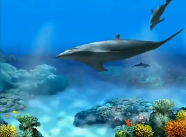 Living 3d Dolphin Screensaver Popscreen