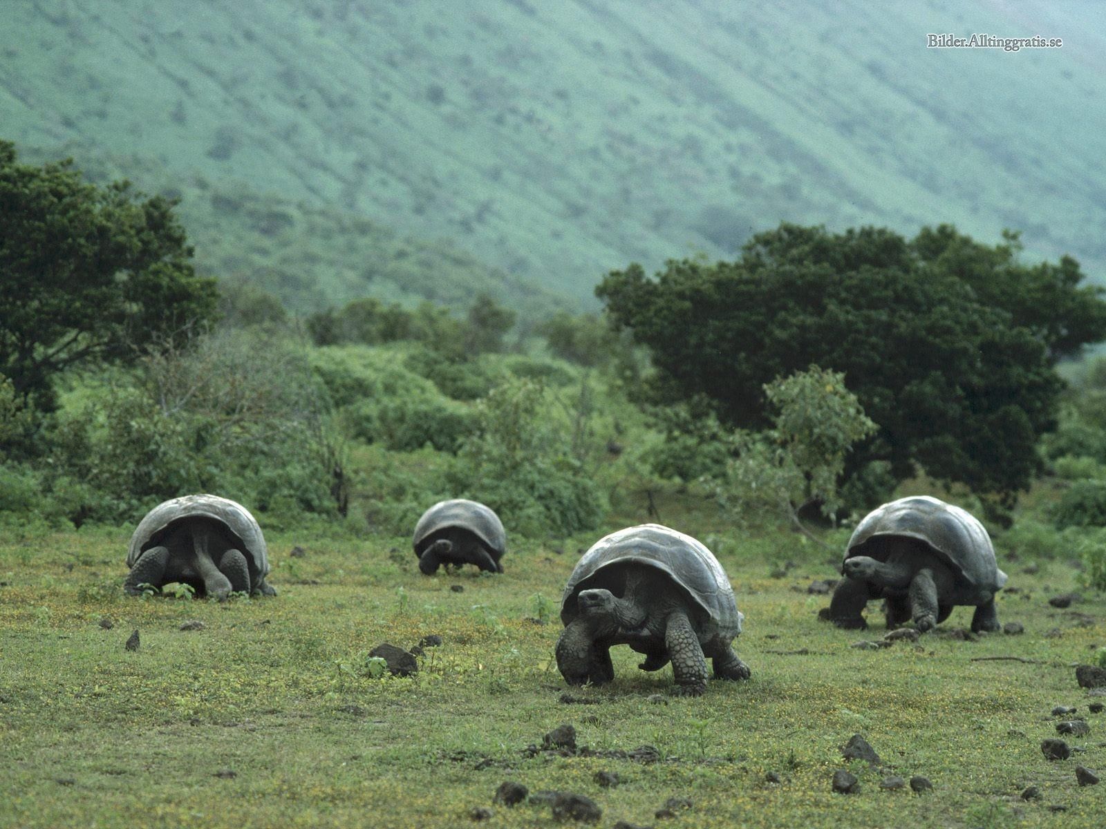 Galapagos Giant Tortoise Animals Birds And Fish