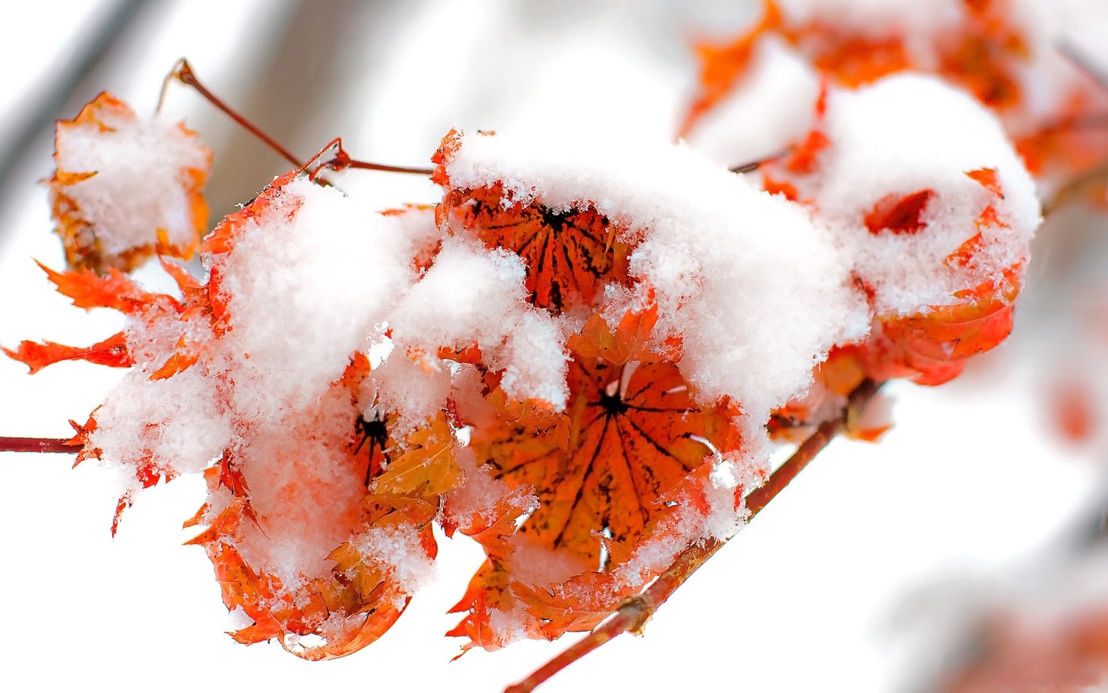 Nature Winter Snow Leaf Autumn Red Orange Photography Leaves Cold Fall