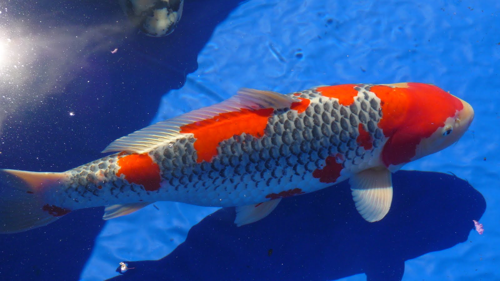 Free Download Koi Fish Wallpapers For Desktop 1600x900 For Your Images, Photos, Reviews