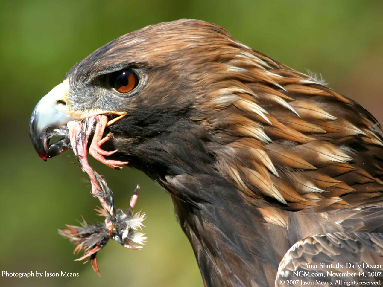 hawk birds of prey dc