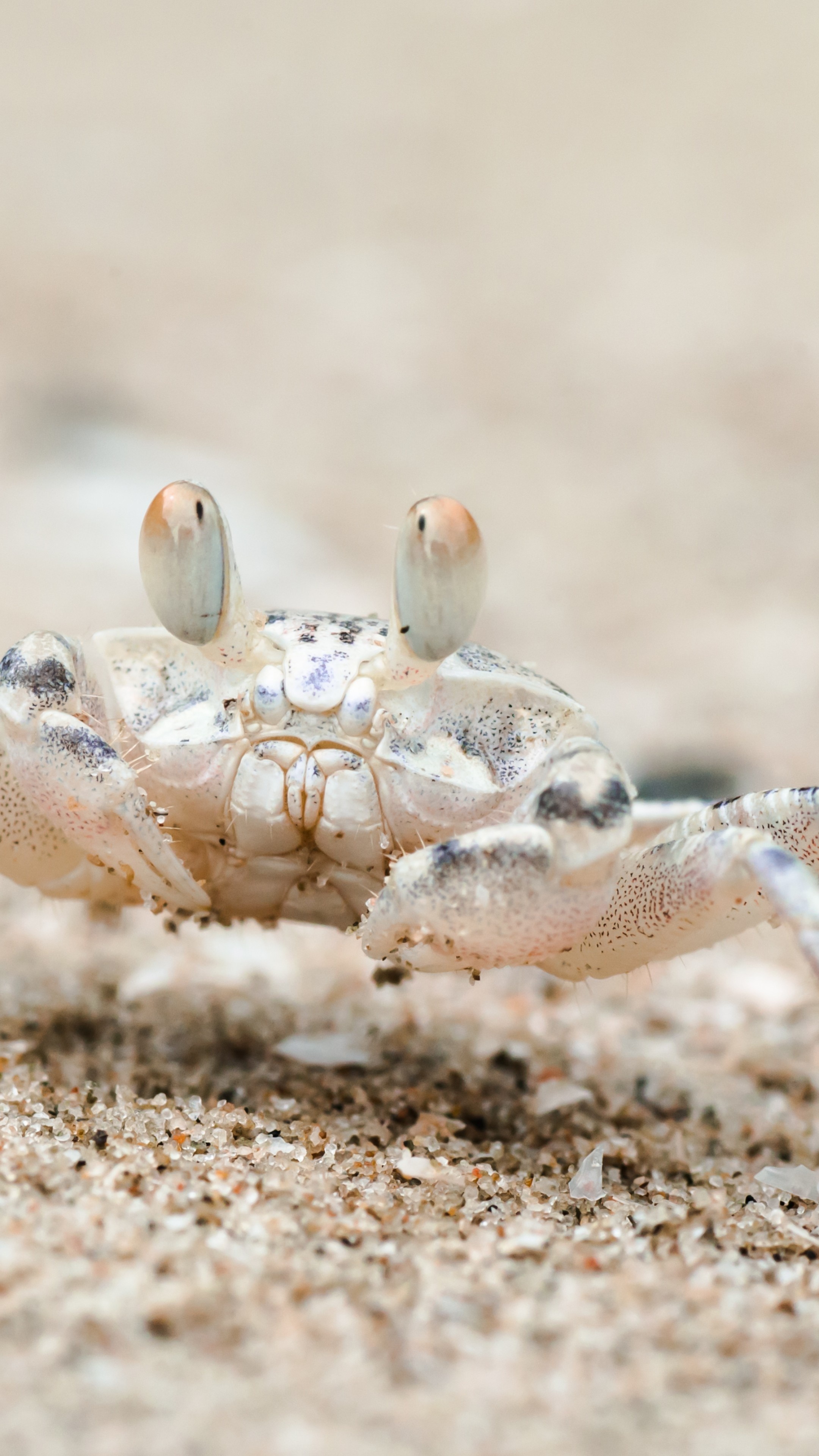 Phone 4k Crab Wallpaper