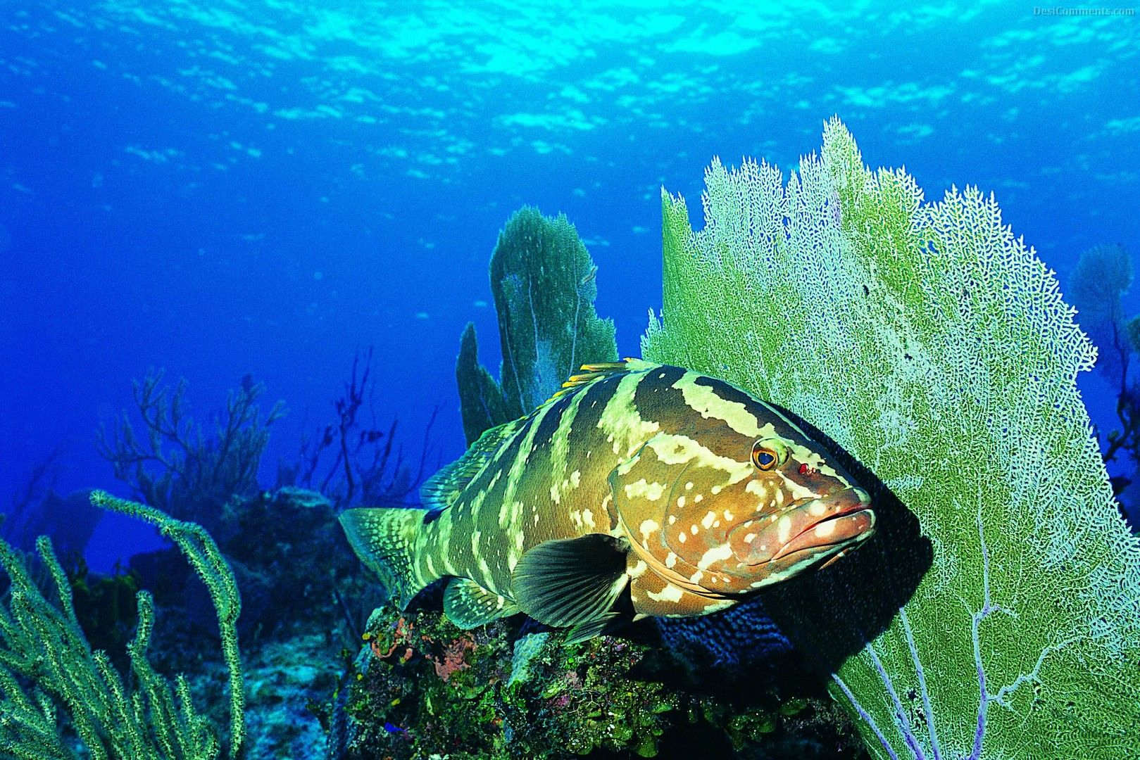 Desktop Background Chillcover Underwater Ocean Life