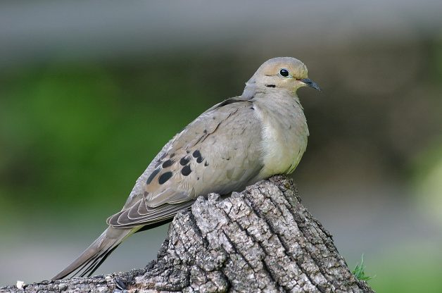 Mourning Dove Attracting Birds And Blooms