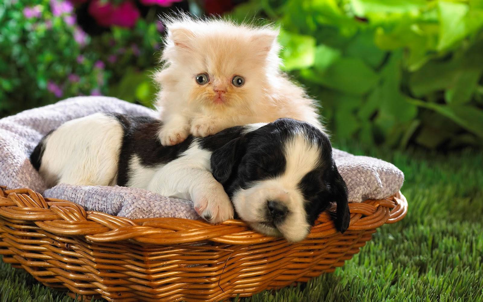 Adorable kitten and puppy cuddled together in a basket