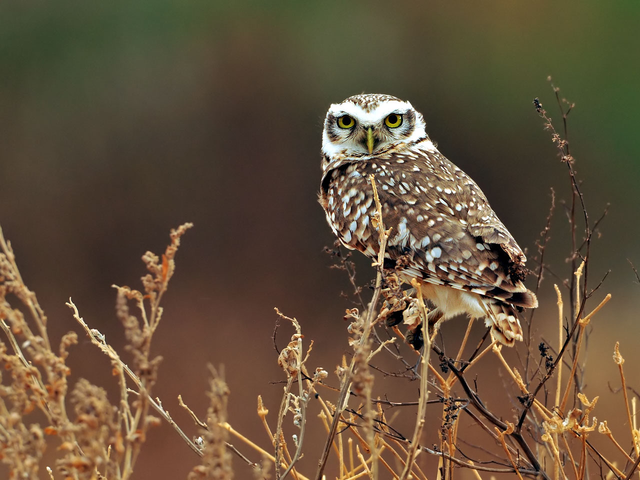 Owl Owls Wallpaper HD 1080p S