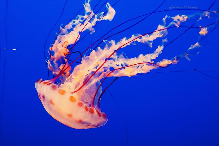 Colorful Jellyfish Dance Ii