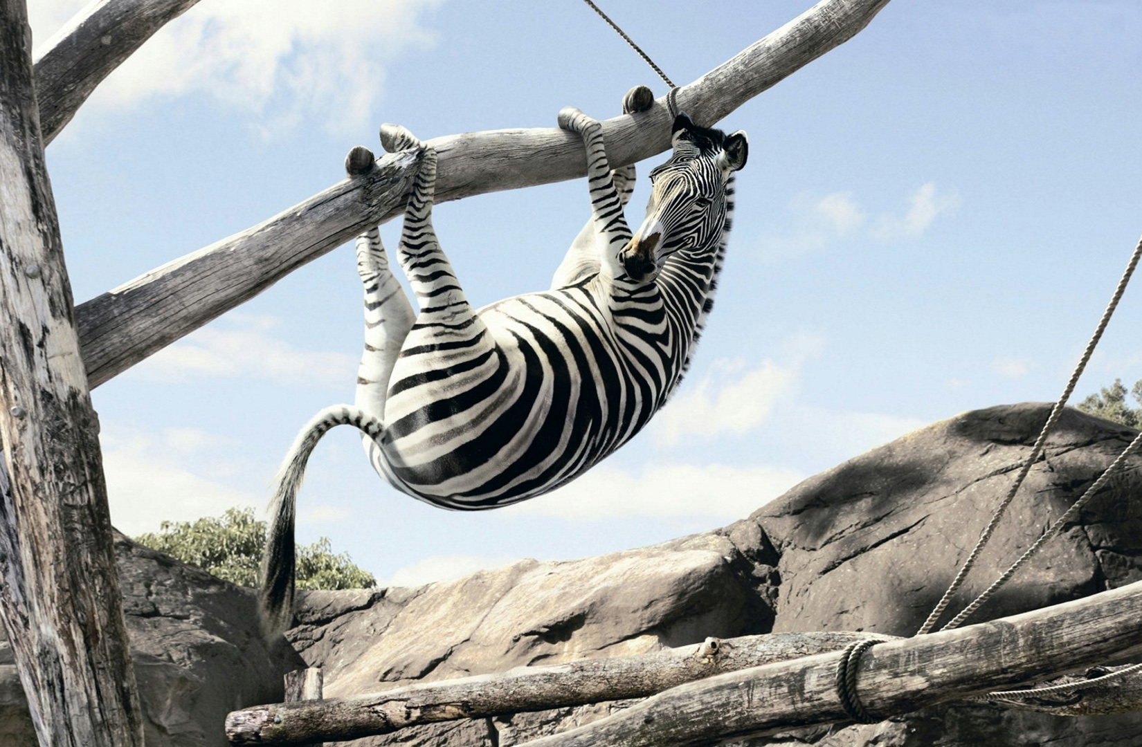 Zebra Desktop Wallpaper On Latoro