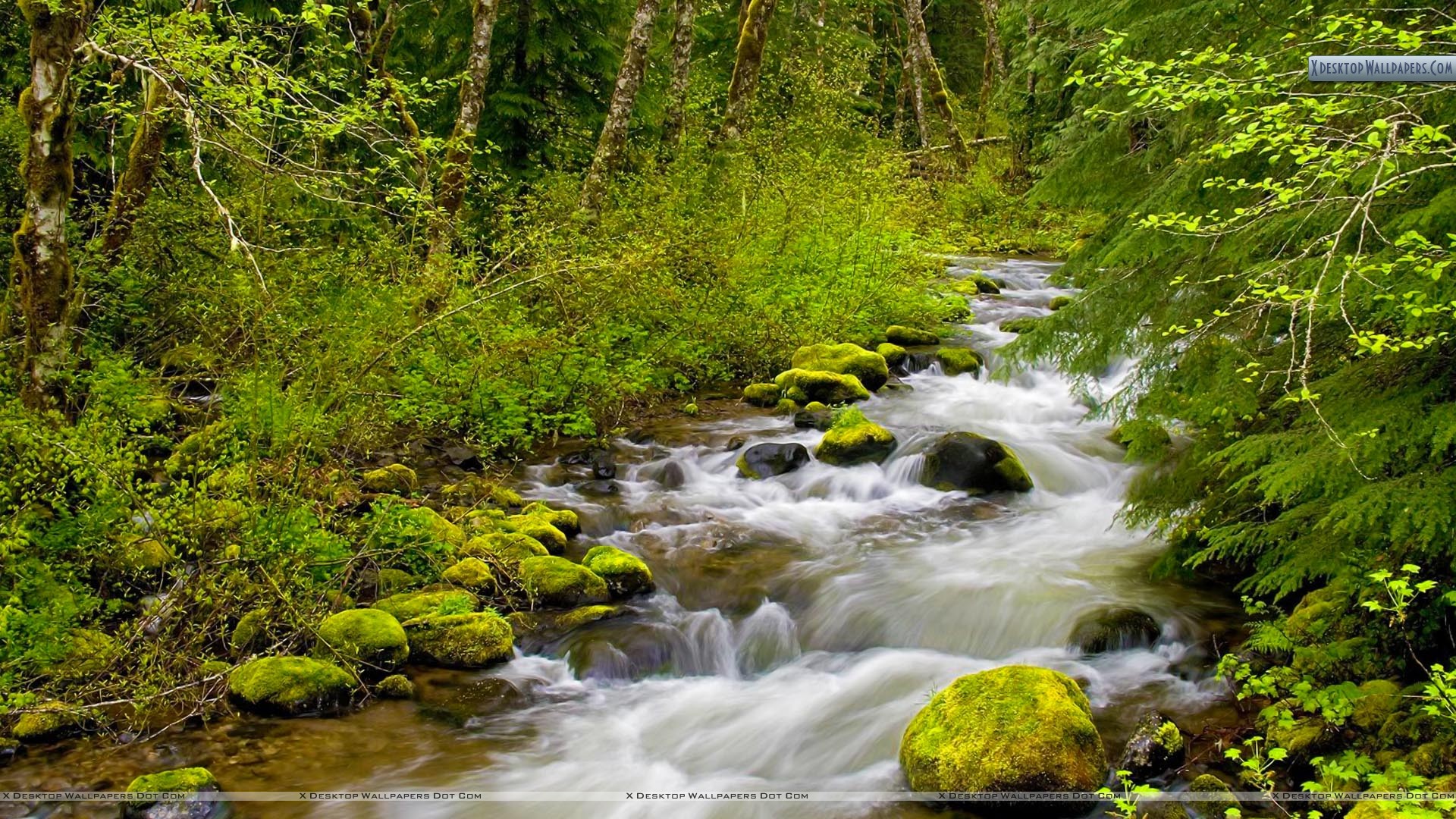 Still Creek Mount Hood National Forest Oregon Wallpaper