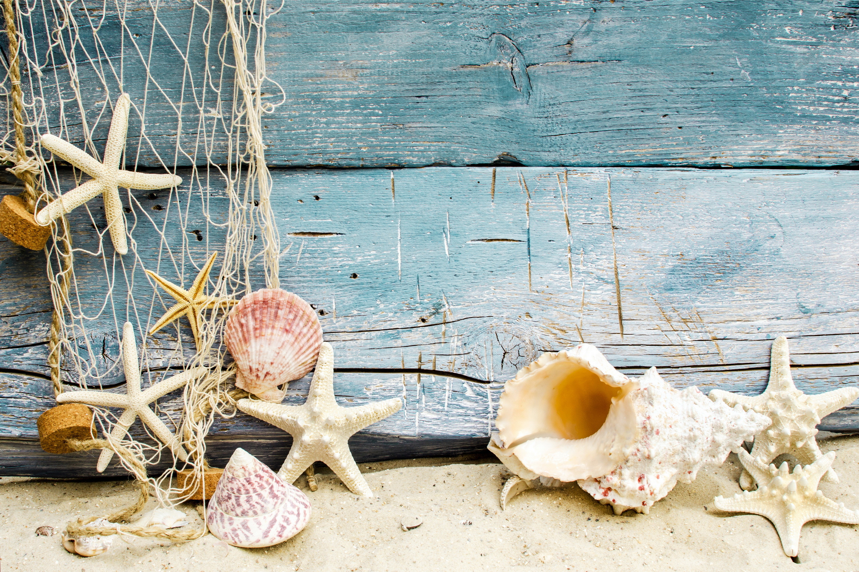 Sea Shells Wallpaper