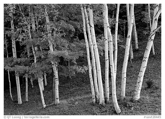 And White Picture Photo Birch Trees Vermont New England Usa